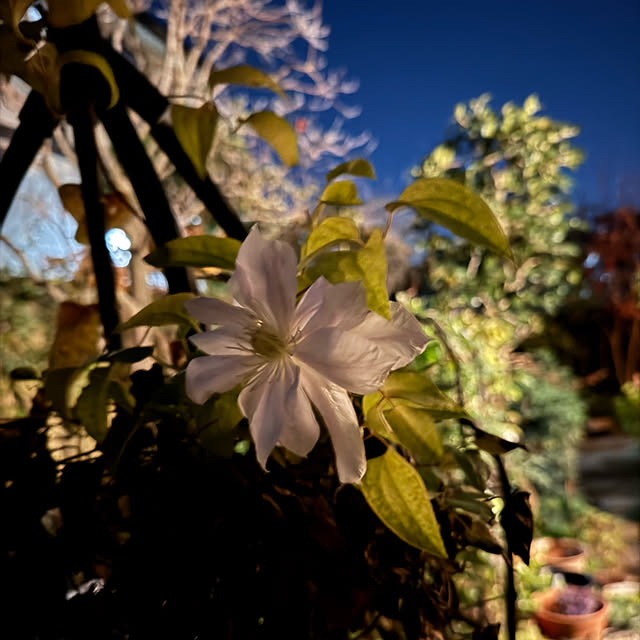 mamizaさんの部屋