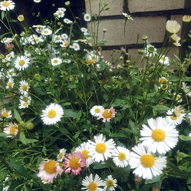 mocoさんの実例写真