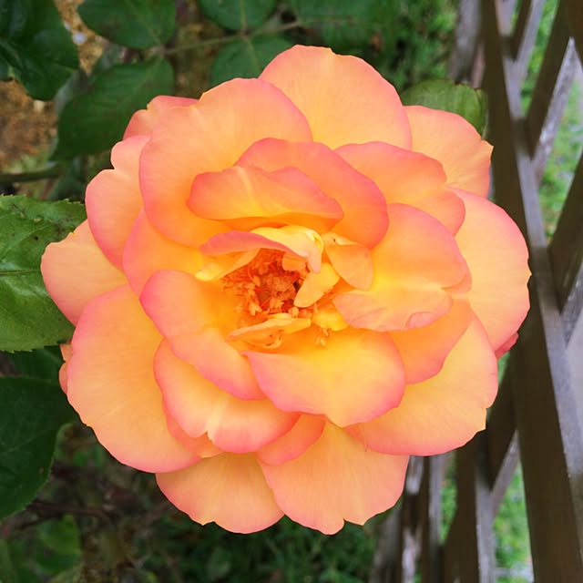 HappyRoseさんの実例写真