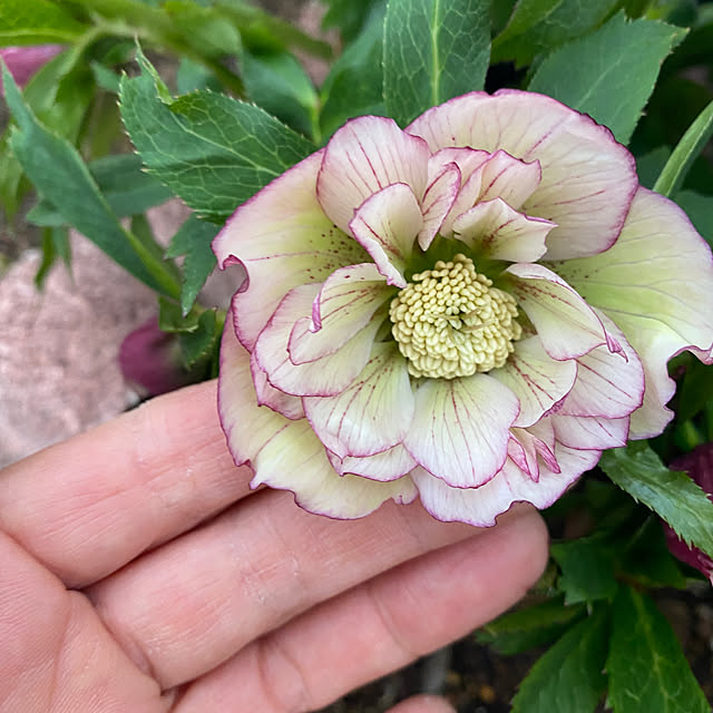 uraraさんの部屋