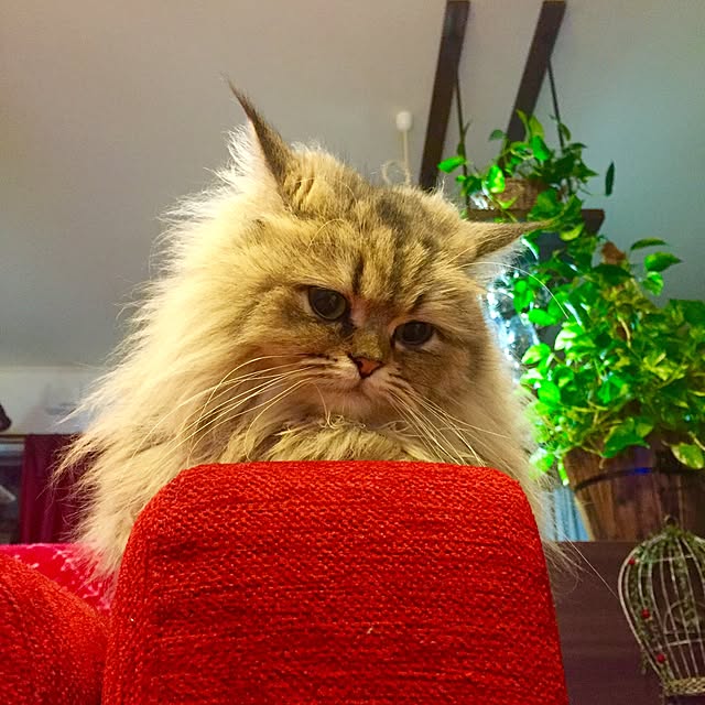 butachanさんの実例写真