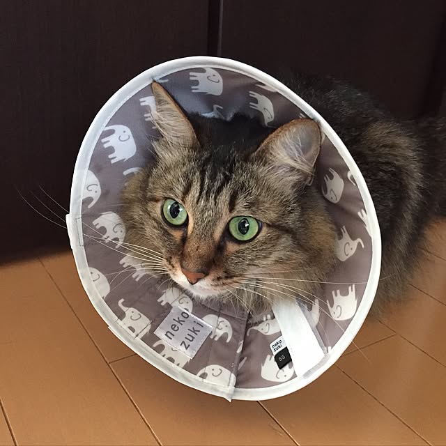 yuki0511さんの実例写真