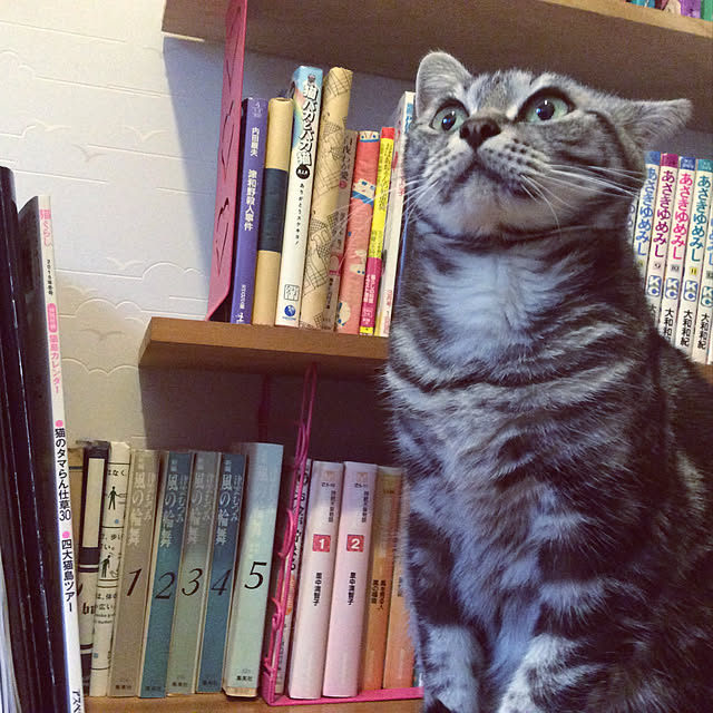 momokiriさんの実例写真