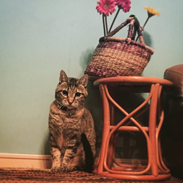 bowbowcoさんの実例写真