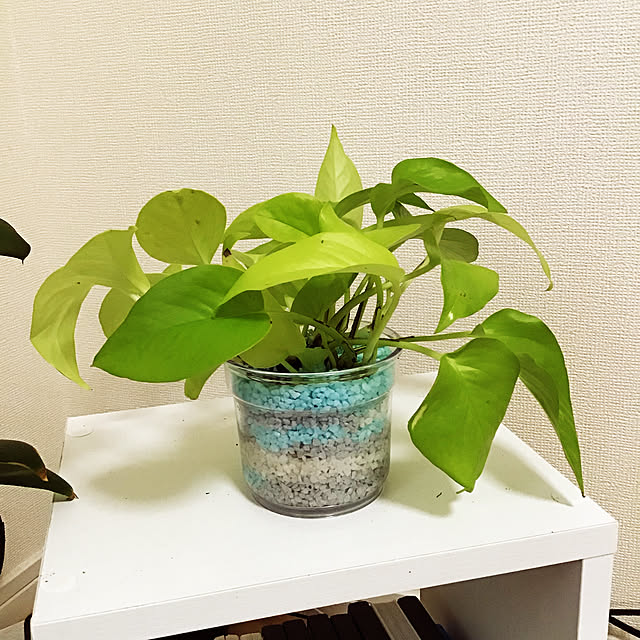 Misuzuさんの実例写真