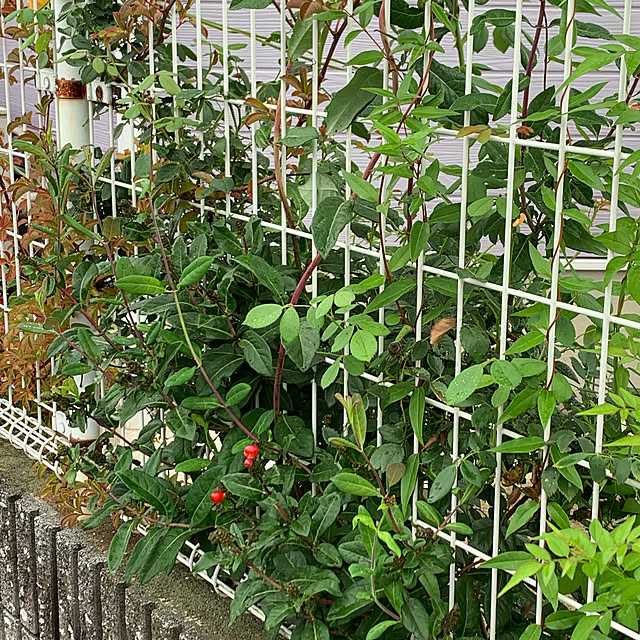 AYUKOさんの実例写真