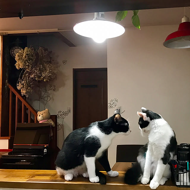 butachanさんの実例写真