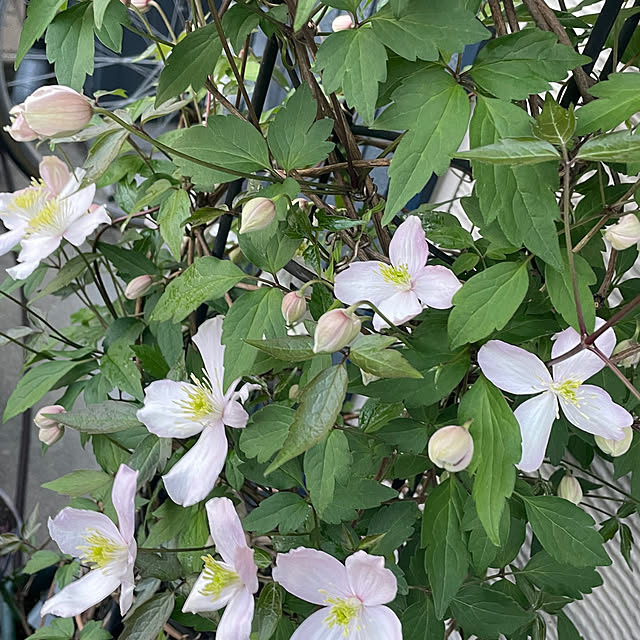 akanatukotoさんの部屋
