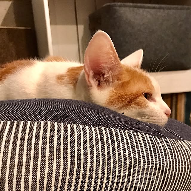 ziziguguさんの実例写真