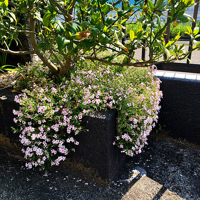 flowerさんの部屋