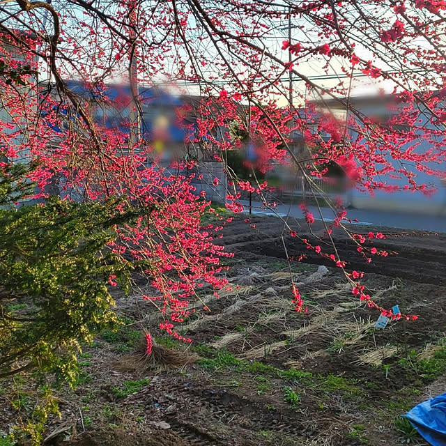 cherrycherryさんの実例写真