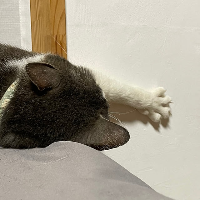 nekosamaさんの部屋