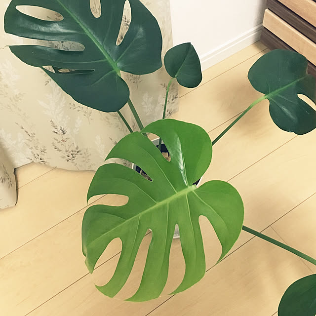 hamatanさんの実例写真