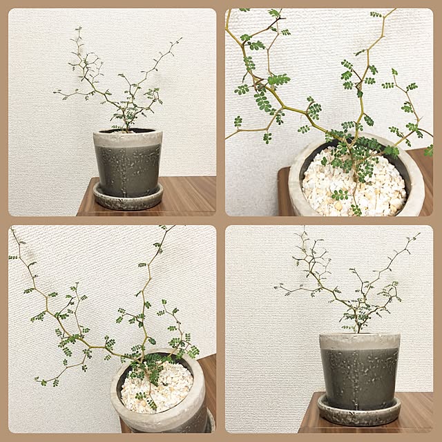 macopoyoさんの実例写真