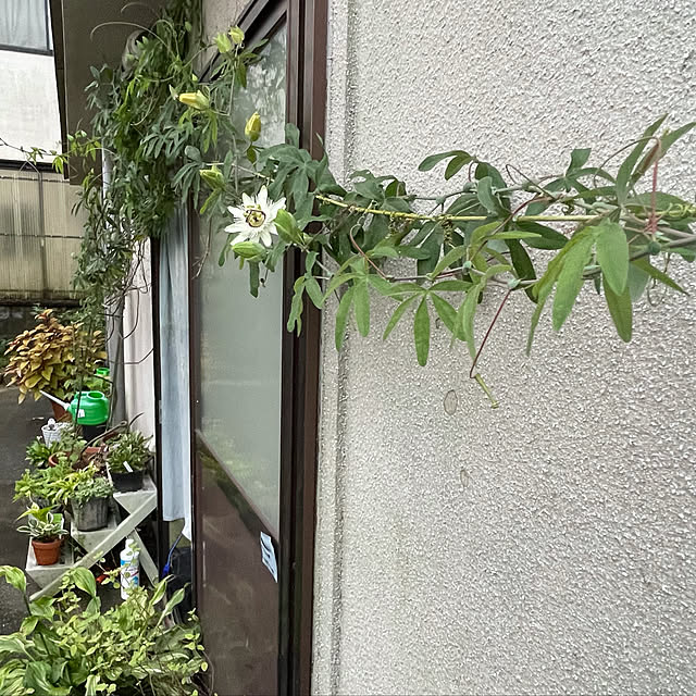 buchiさんの実例写真