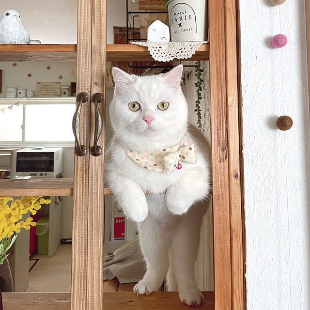 kotoriさんの実例写真
