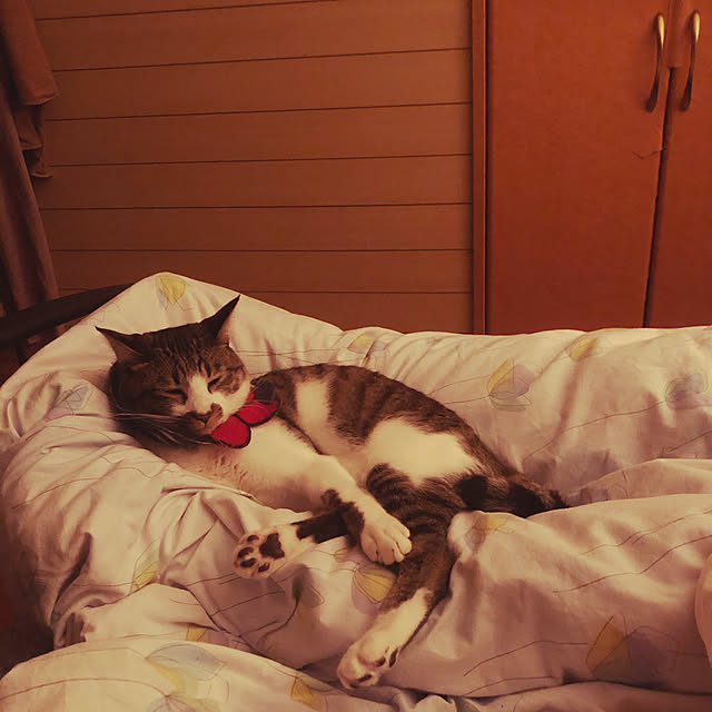 jijiさんの実例写真