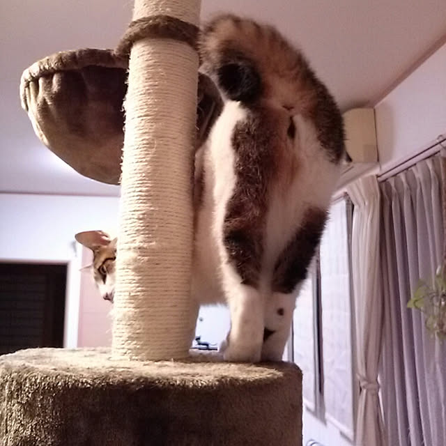 kamekoさんの実例写真