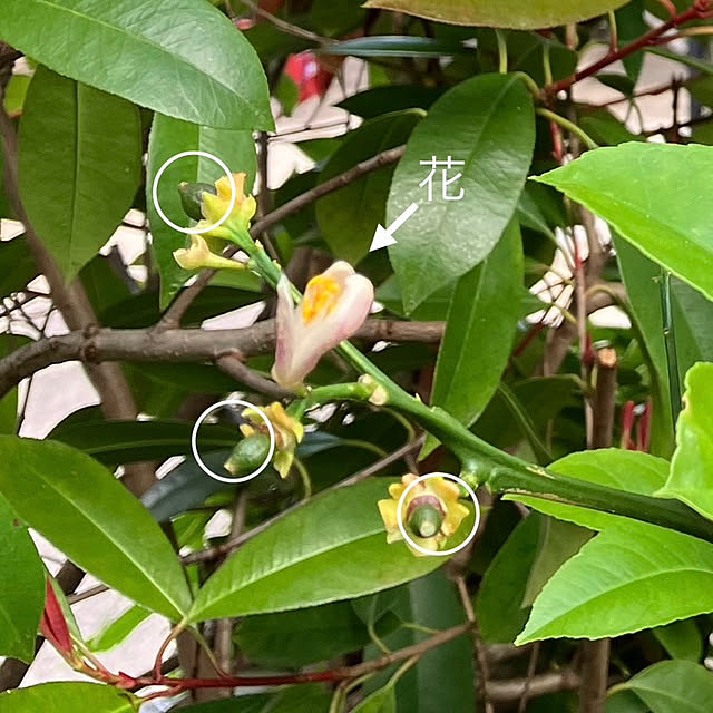 tararaさんの部屋