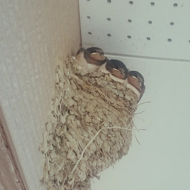 pineさんの実例写真