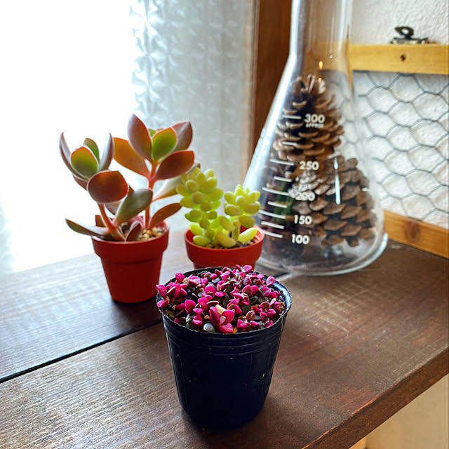 cactus0610さんの実例写真