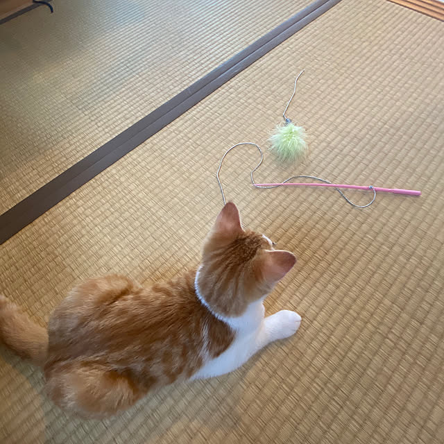 senbei.sakuramochiさんの実例写真