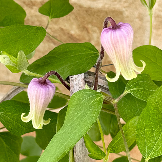 Chigusaさんの部屋