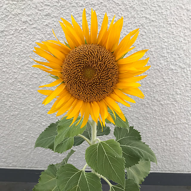 haricoさんの実例写真