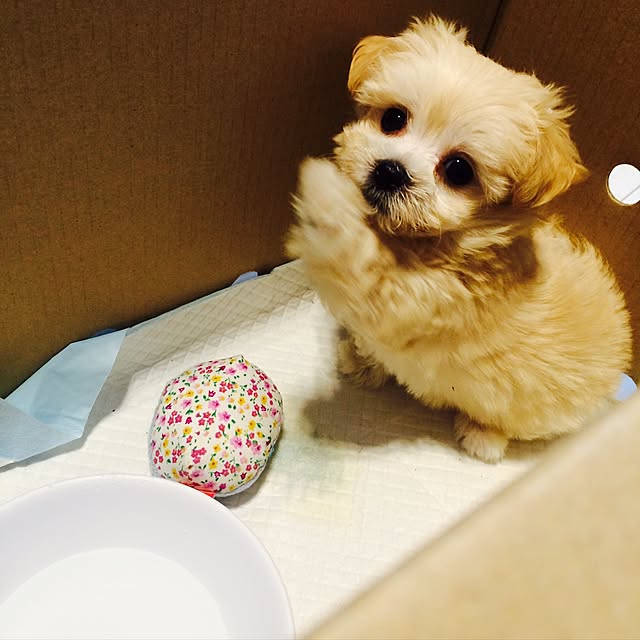 maru-cheeさんの実例写真