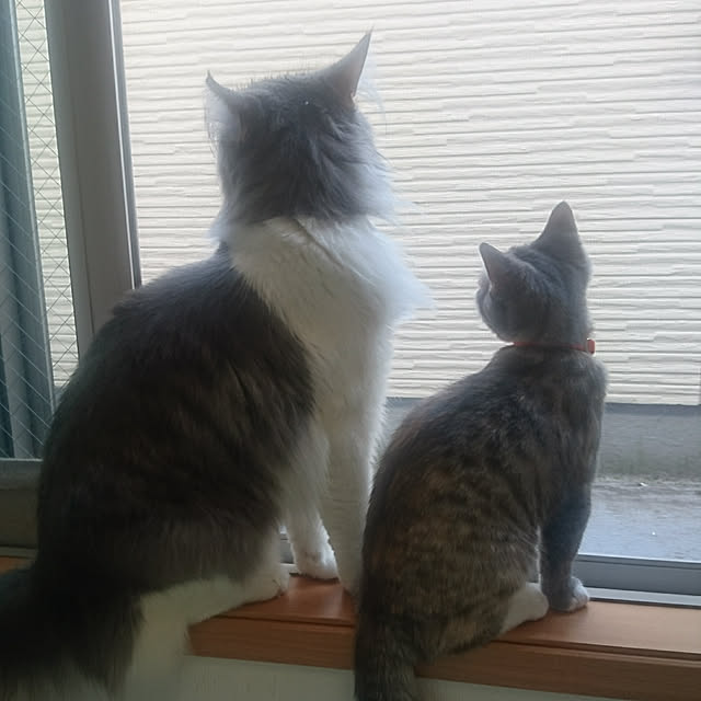 shinobuさんの実例写真