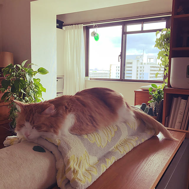 uchidaizuさんの実例写真