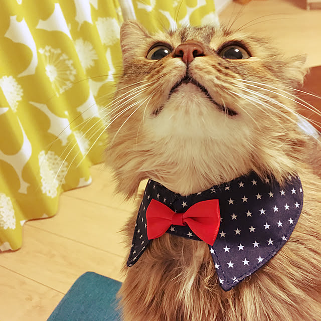 tokoさんの実例写真