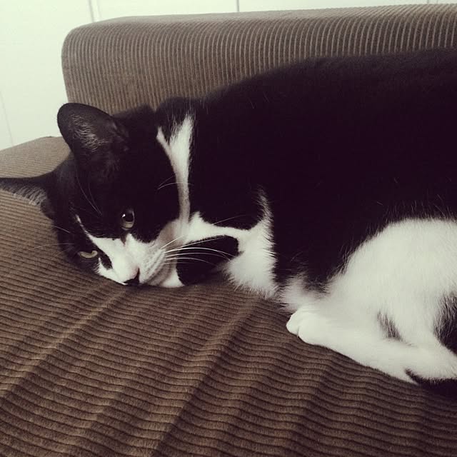 mikasakuさんの実例写真