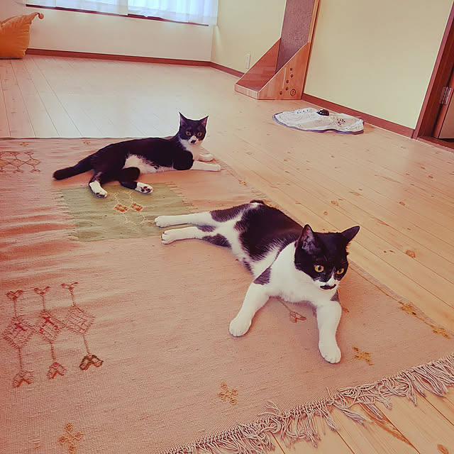 kzさんの実例写真