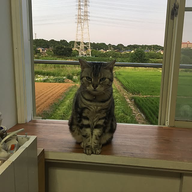 実例写真
