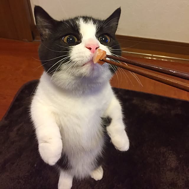 butachanさんの実例写真