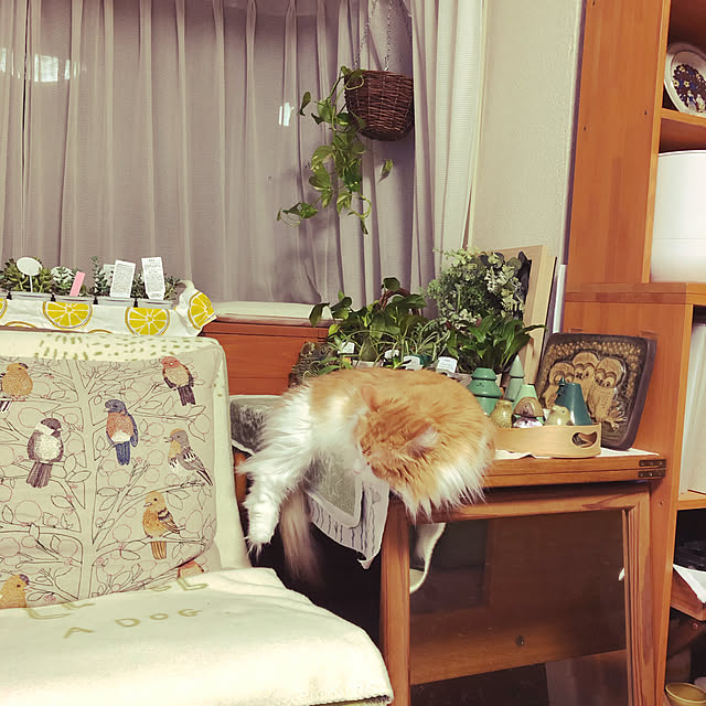 uchidaizuさんの実例写真