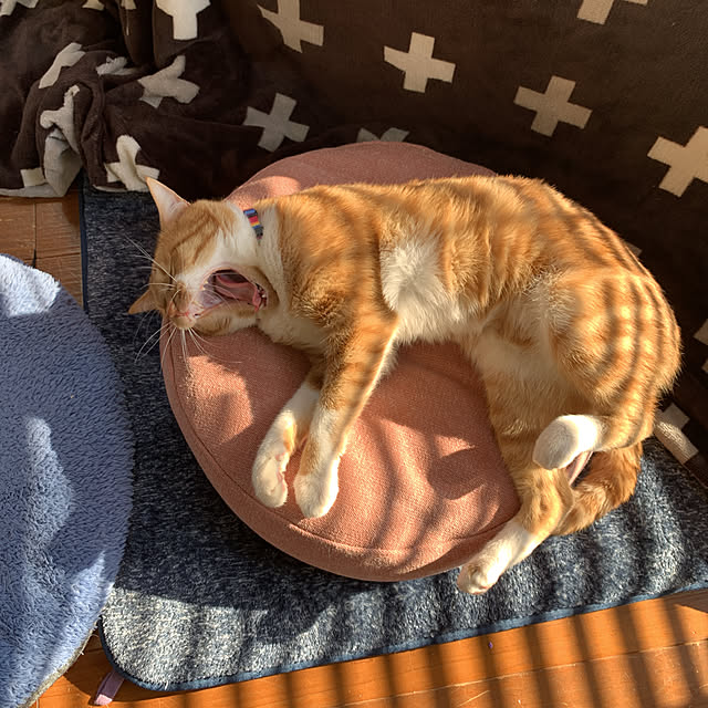 COLeCoさんの実例写真
