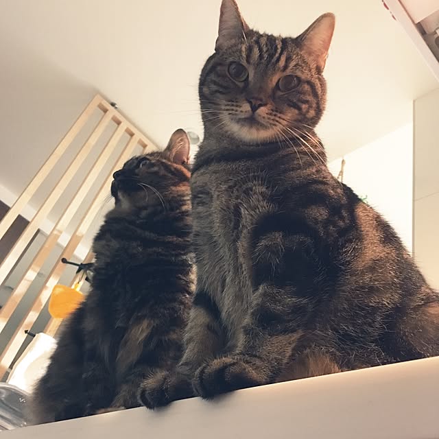 mikomaruさんの実例写真