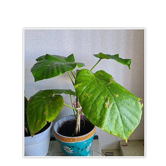 monnさんの部屋
