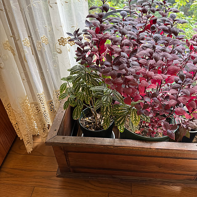 mamizaさんの部屋