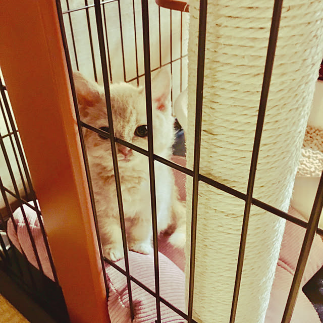 naokoさんの実例写真