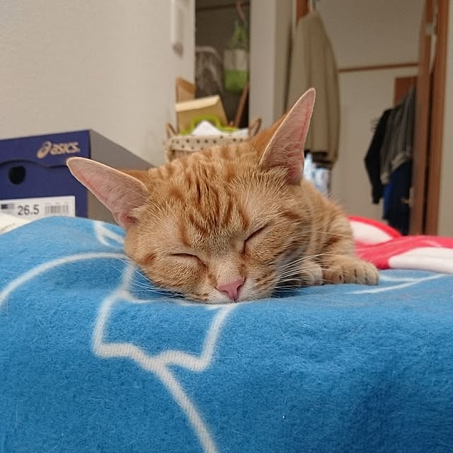 shinobuさんの実例写真