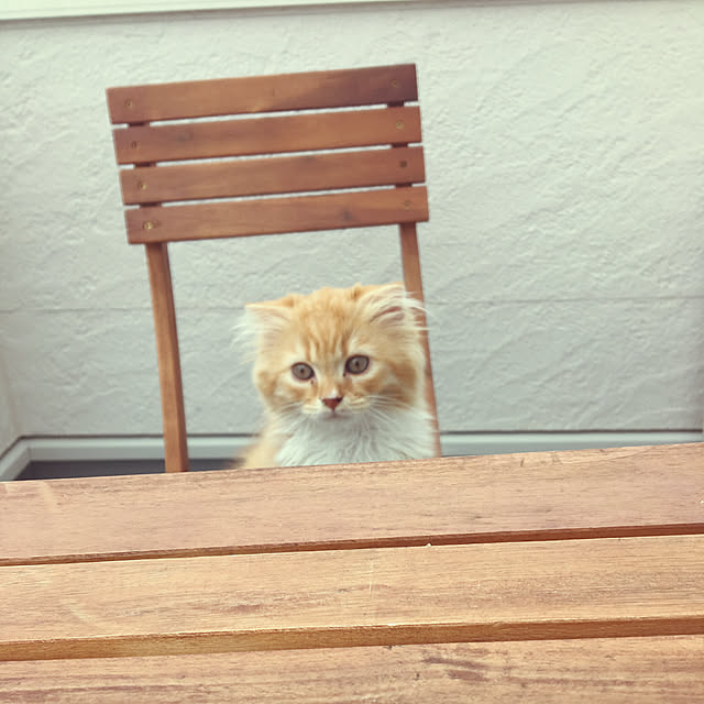 PIYOLANDさんの実例写真