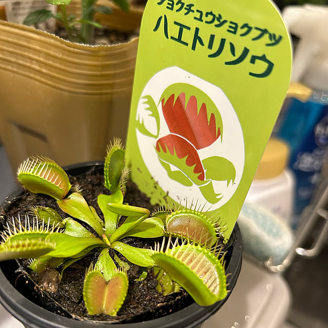 akosanさんの実例写真