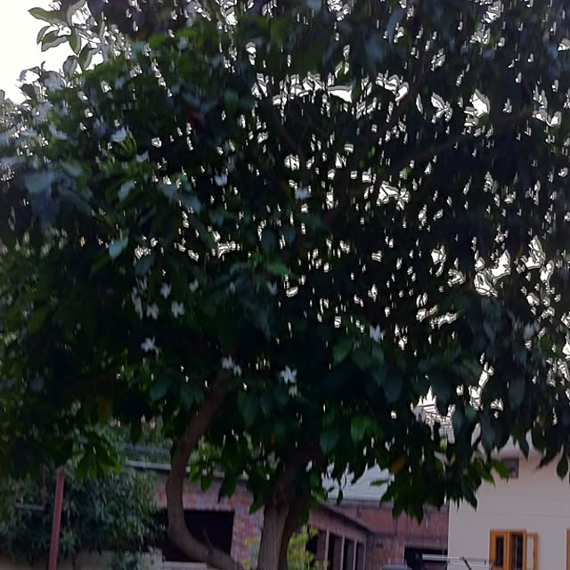 baljeetさんの実例写真