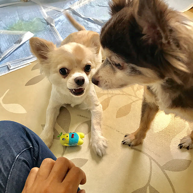 Ayakoさんの実例写真