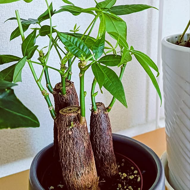 hanachanさんの部屋