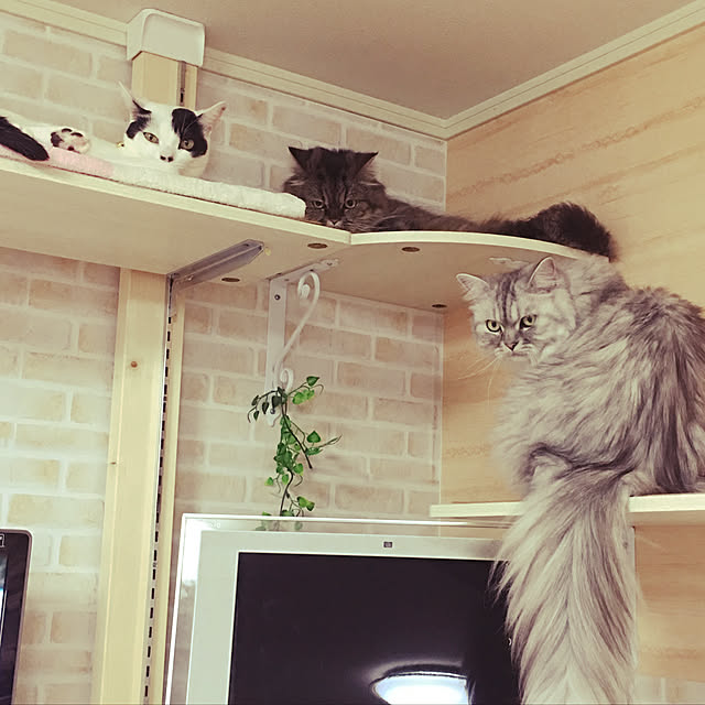 taniku.nyankoさんの実例写真