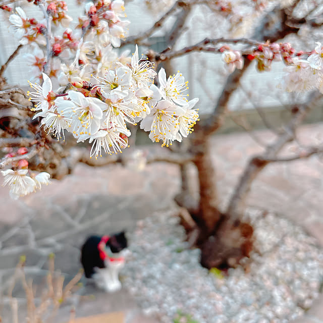 moolさんの実例写真